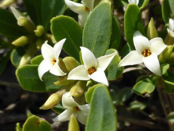 <i>Daphne oleoides</i> Schreb. subsp. <i>oleoides</i>