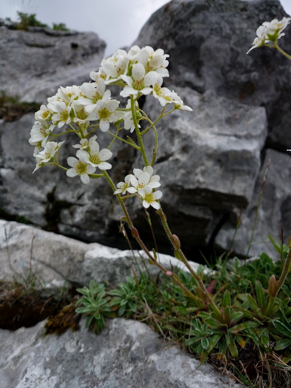 <i>Saxifraga hostii</i> Tausch subsp. <i>rhaetica</i> (A.Kern. ex Engl.) Braun-Blanq.