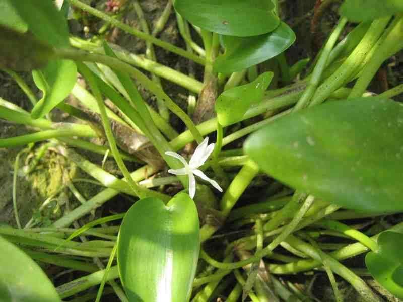 <i>Heteranthera rotundifolia</i> (Kunth) Griseb.