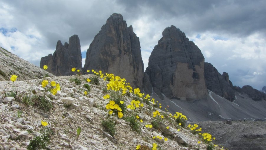 <i>Oreomecon alpina</i> (L.) Banfi, Bartolucci, J.-M.Tison & Galasso subsp. <i>alpina</i>