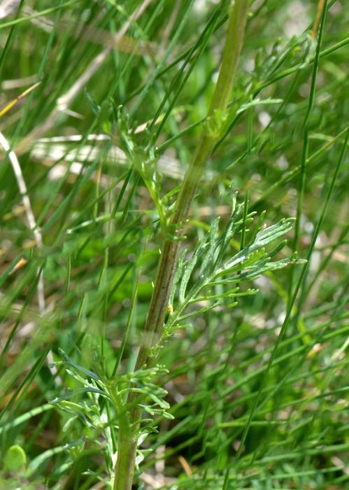 <i>Jacobaea abrotanifolia</i> (L.) Moench subsp. <i>tiroliensis</i> (A.Kern. ex Dalla Torre) B.Nord. & Greuter