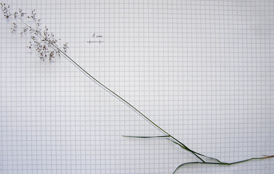 <i>Agrostis capillaris</i> L. subsp. <i>capillaris</i>