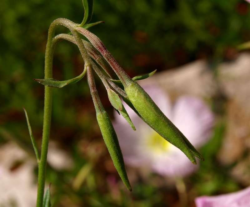 <i>Oenothera speciosa</i> Nutt.