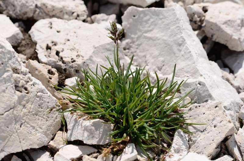 <i>Poa alpina</i> L. subsp. <i>alpina</i>