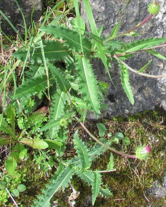 <i>Carduus defloratus</i> L. subsp. <i>defloratus</i>