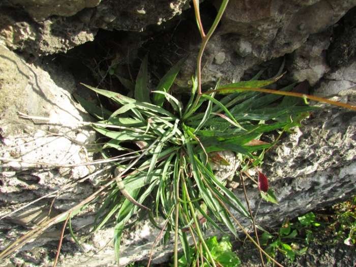 <i>Hieracium glaucum</i> All.