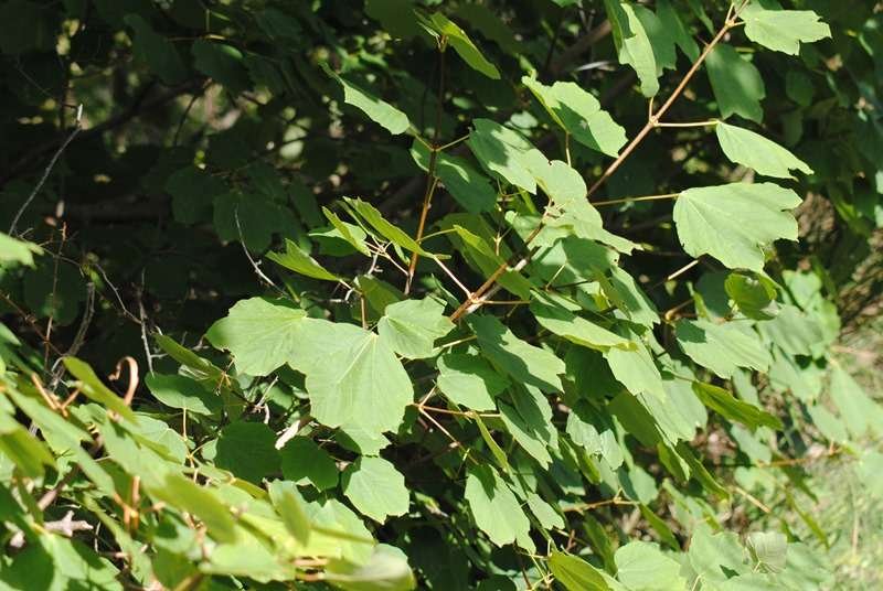 <i>Acer opalus</i> Mill. subsp. <i>obtusatum</i> (Waldst. & Kit. ex Willd.) Gams