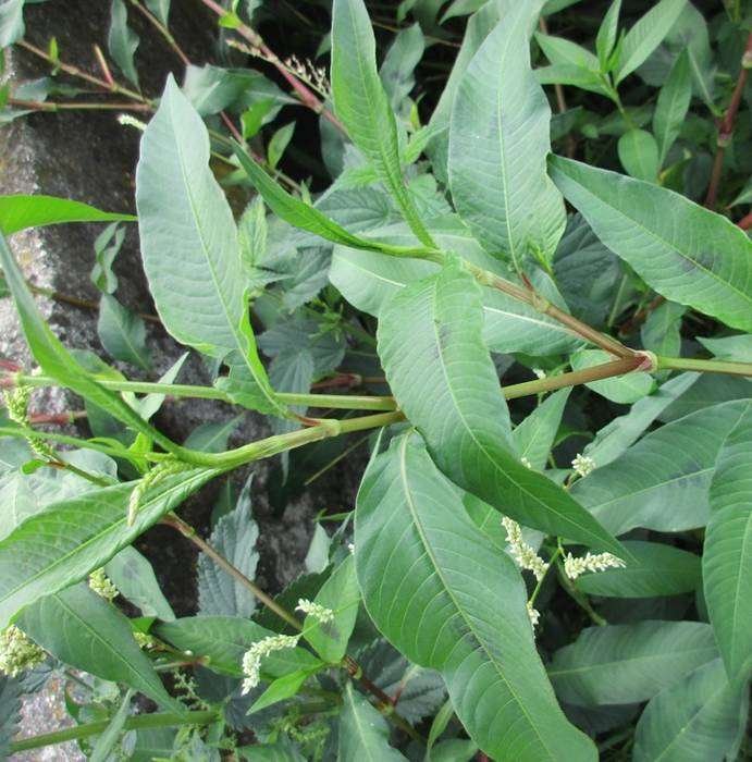 <i>Persicaria lapathifolia</i> (L.) Delarbre subsp. <i>pallida</i> (With.) Á.Löve