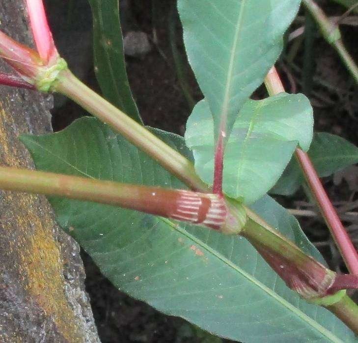 <i>Persicaria lapathifolia</i> (L.) Delarbre subsp. <i>pallida</i> (With.) Á.Löve