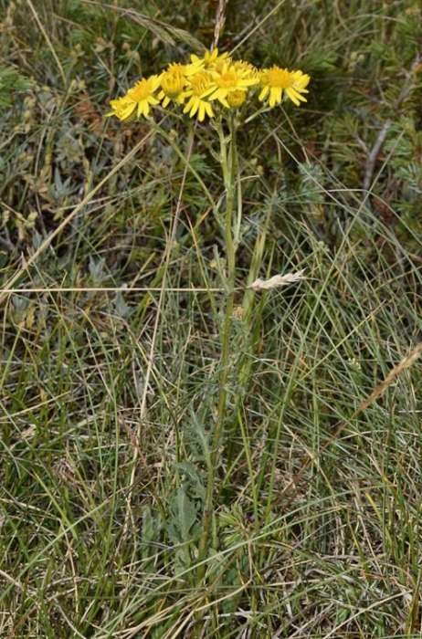 <i>Jacobaea vulgaris</i> Gaertn. subsp. <i>gotlandica</i> (Neuman) B.Nord.