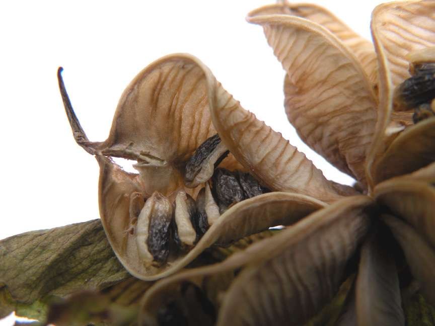 <i>Helleborus niger</i> L.