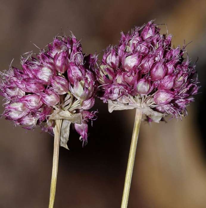 <i>Allium strictum</i> Schrad.
