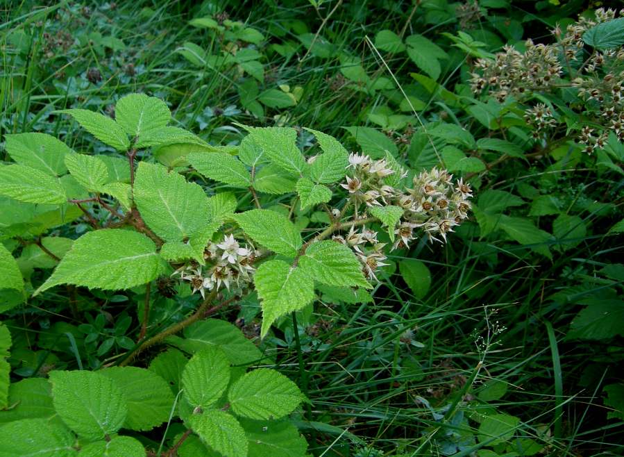 <i>Rubus hirtus</i> Waldst. & Kit. group