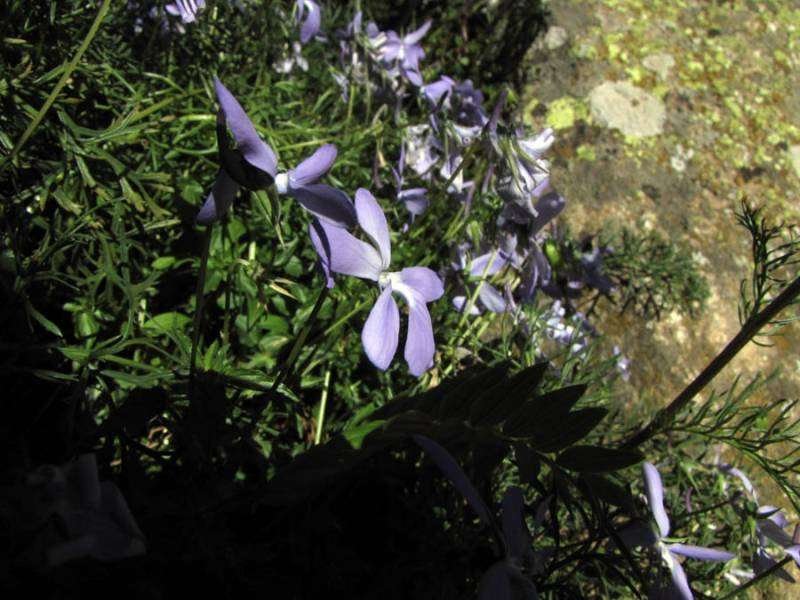 <i>Viola cornuta</i> L.