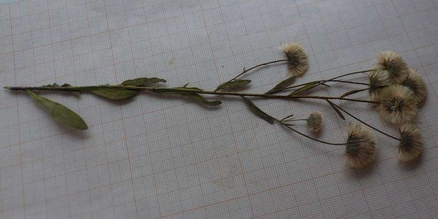 <i>Erigeron acris</i> L. subsp. <i>angulosus</i> (Gaudin) Vacc.