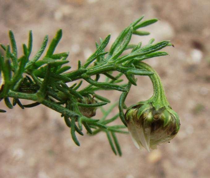 <i>Chamaemelum fuscatum</i> (Brot.) Vasc.