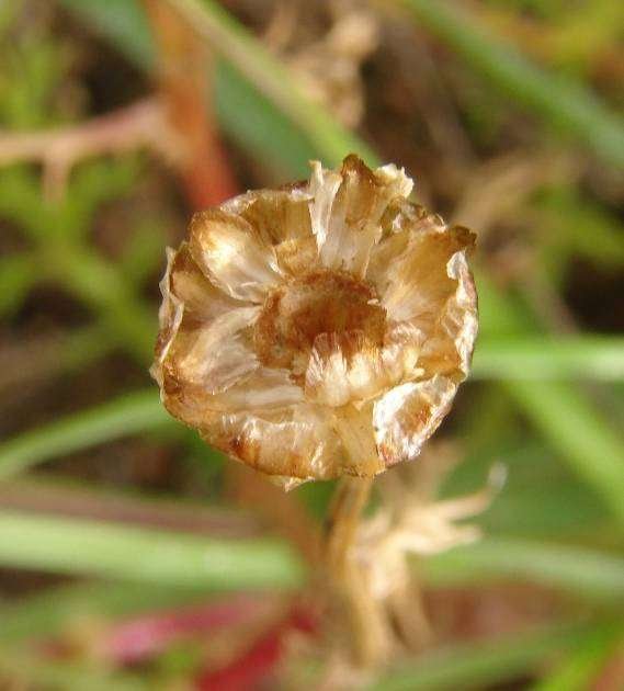 <i>Chamaemelum fuscatum</i> (Brot.) Vasc.
