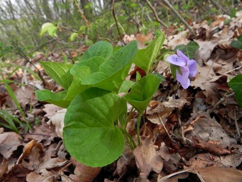 <i>Viola mirabilis</i> L.