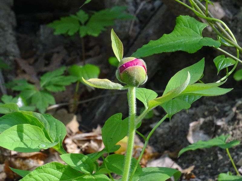 <i>Paeonia officinalis</i> L. subsp. <i>arietina</i> (G.Anderson) N.G.Passal.