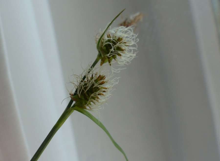 <i>Carex oederi</i> Retz.