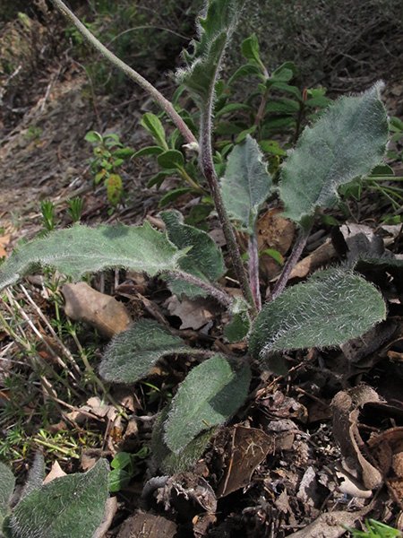 <i>Hieracium leiopogon</i> Gren. ex Verl. subsp. <i>flahaultianum</i> (Arv.-Touv. & Gaut.) Zahn