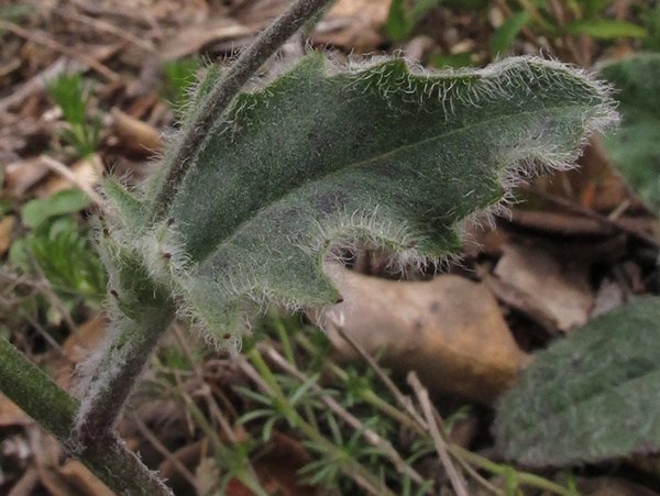 <i>Hieracium leiopogon</i> Gren. ex Verl. subsp. <i>flahaultianum</i> (Arv.-Touv. & Gaut.) Zahn