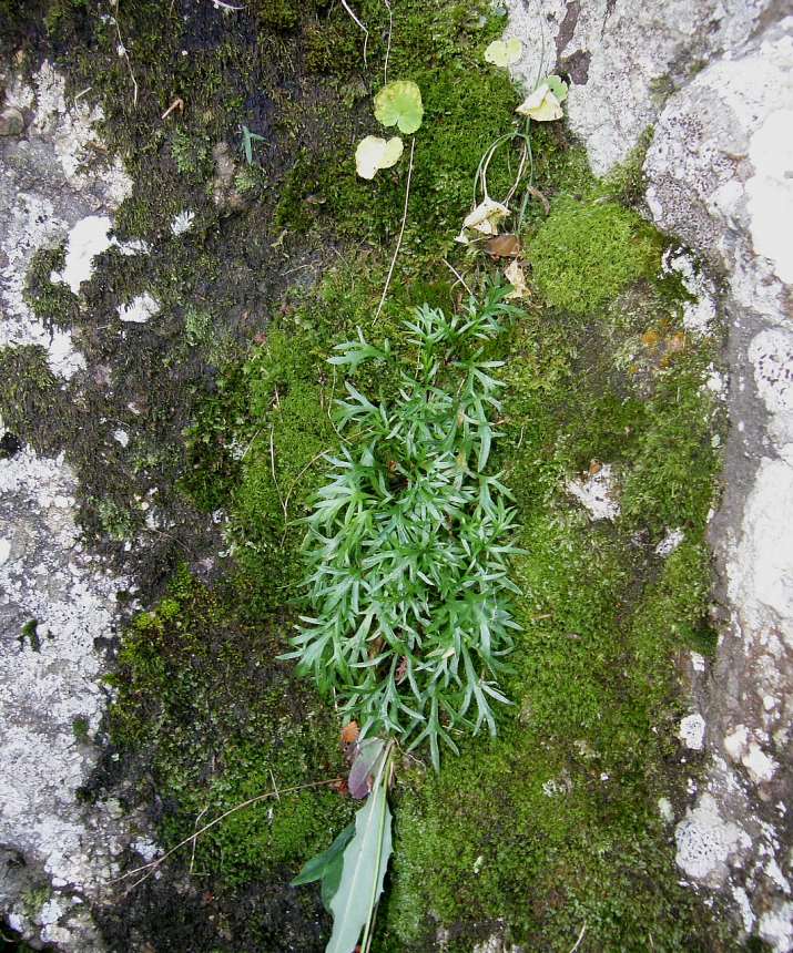 <i>Leucanthemum coronopifolium</i> Vill. subsp. <i>ceratophylloides</i> (All.) Vogt & Greuter