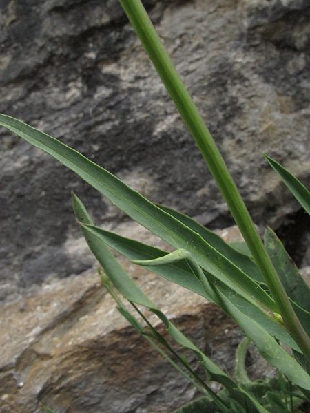 <i>Hieracium glaucum</i> All. subsp. <i>glaucum</i>