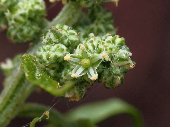 <i>Chenopodiastrum hybridum</i> (L.) S.Fuentes, Uotila & Borsch