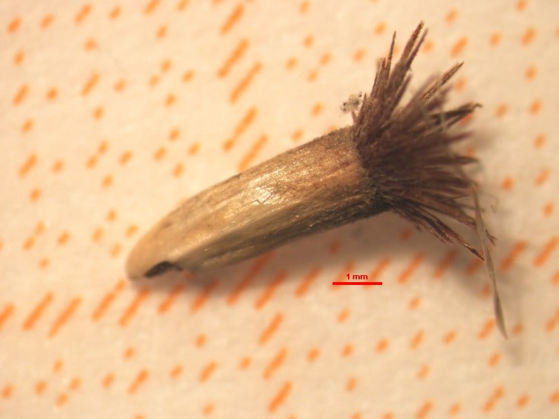<i>Centaurea subtilis</i> Bertol.