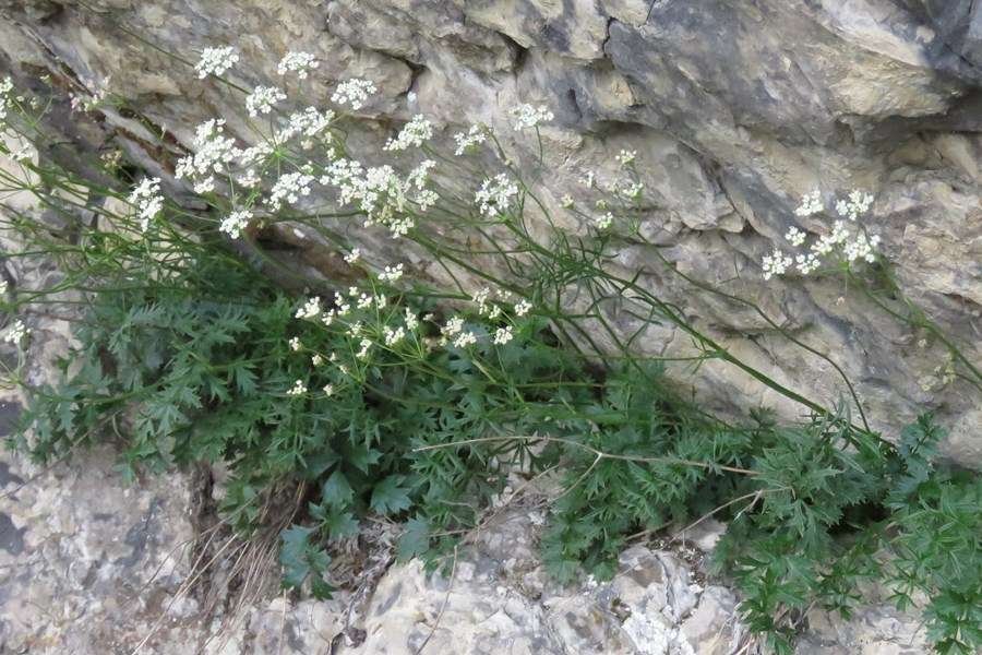 <i>Pimpinella saxifraga</i> L. subsp. <i>alpina</i> Nyman
