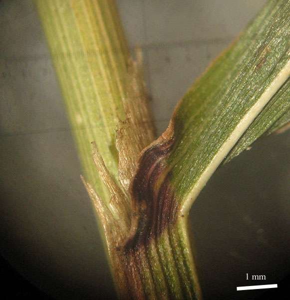 <i>Drymochloa drymeja</i> (Mert. & W.D.J.Koch) Holub subsp. <i>exaltata</i> (C.Presl) Foggi & Signorini