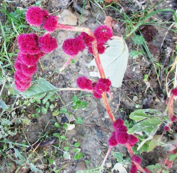 <i>Amaranthus hybridus</i> L. subsp. <i>caudatus</i> (L.) Iamonico & Galasso