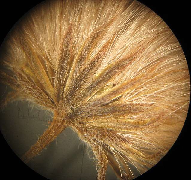 <i>Erigeron acris</i> L. subsp. <i>acris</i>
