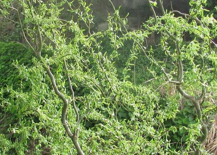 <i>Salix babylonica</i> L.