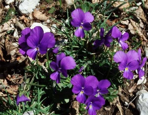 <i>Viola cassinensis</i> Strobl subsp. <i>pseudogracilis</i> (A.Terracc.) Bartolucci, Galasso & Wagens.
