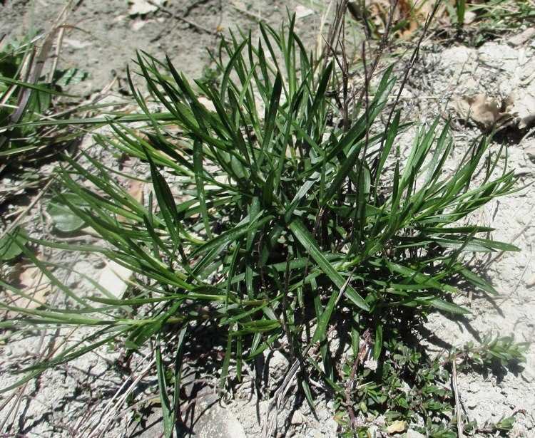 <i>Galatella linosyris</i> (L.) Rchb.f. subsp. <i>linosyris</i>