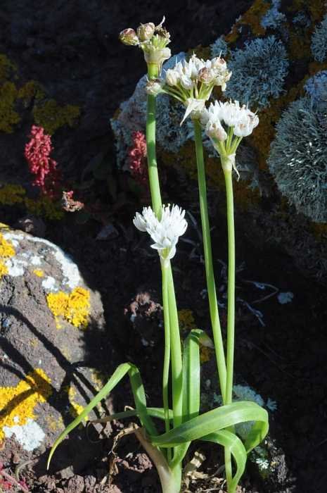 <i>Allium vernale</i> Tineo