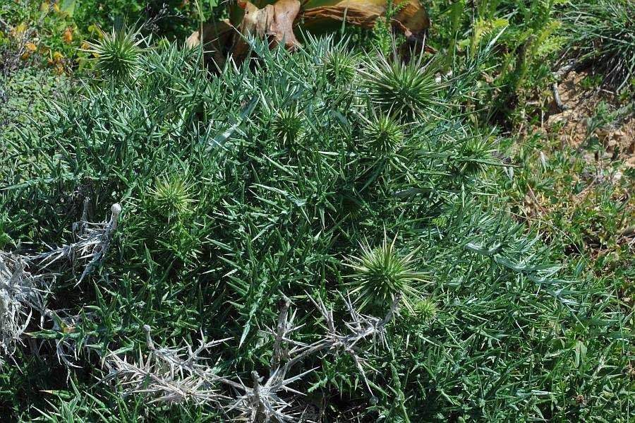 <i>Echinops spinosissimus</i> Turra subsp. <i>spinosus</i> Greuter