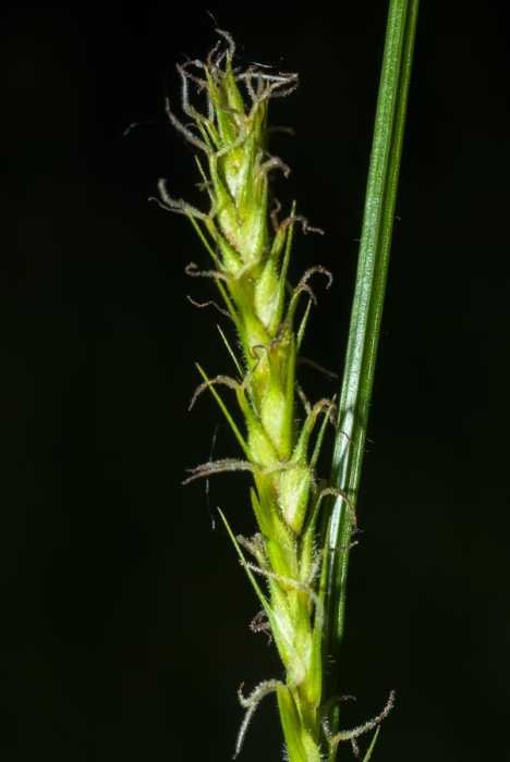 <i>Carex hirta</i> L.