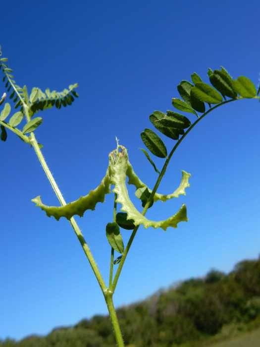 <i>Astragalus pelecinus</i> (L.) Barneby