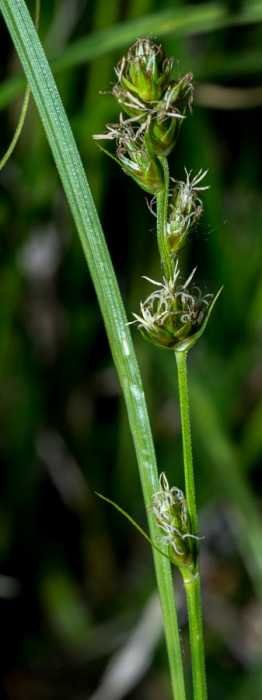 <i>Carex pairae</i> F.W.Schultz