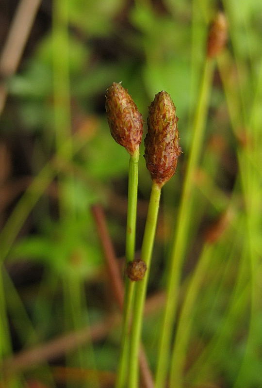 <i>Eleocharis obtusa</i> (Willd.) Schult.