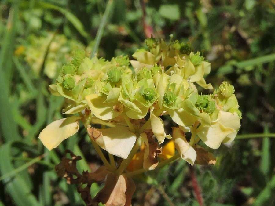 <i>Euphorbia akenocarpa</i> Guss.