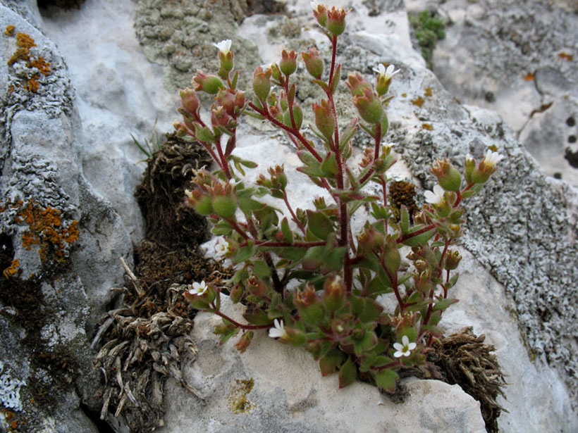 <i>Saxifraga adscendens</i> L. subsp. <i>parnassica</i> (Boiss. & Heldr.) Hayek