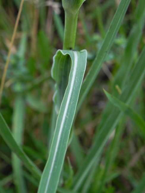 <i>Tragopogon orientalis</i> L.