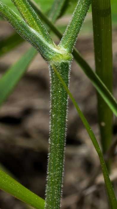 <i>Pimpinella saxifraga</i> L.