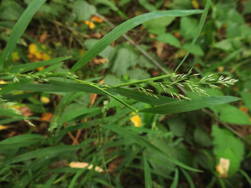 <i>Muhlenbergia frondosa</i> (Poir.) Fernald