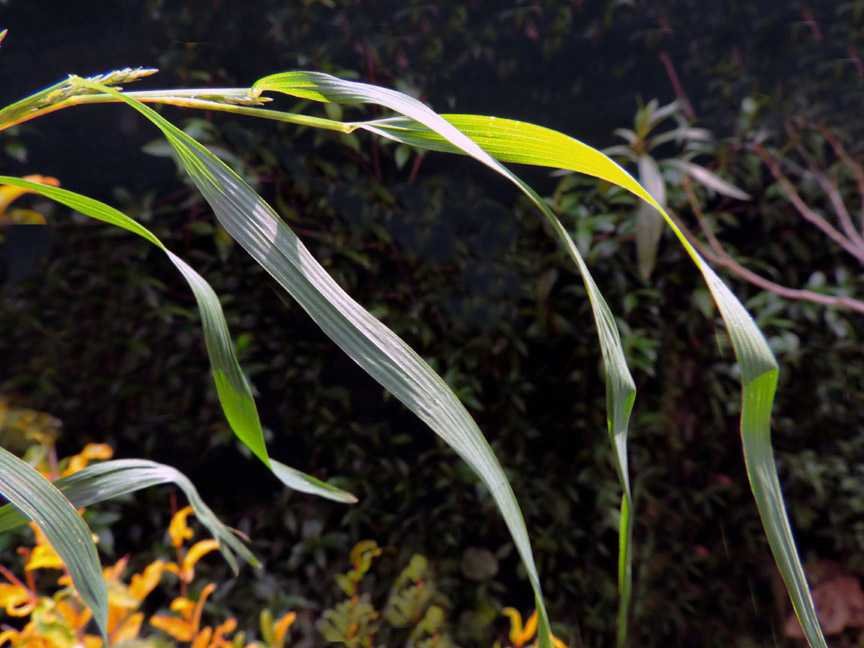 <i>Muhlenbergia frondosa</i> (Poir.) Fernald