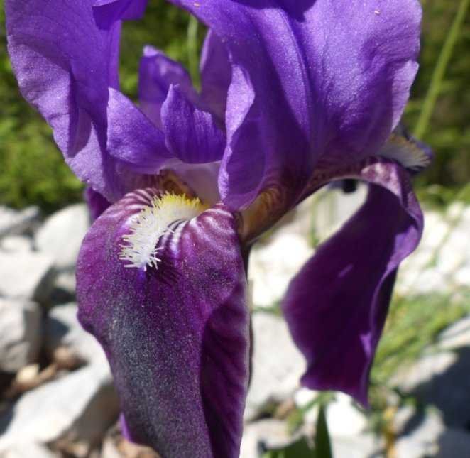 <i>Iris relicta</i> Colas.
